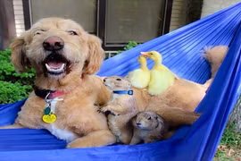 Hiếu kỳ với gia đình động vật “đa chủng tộc” nổi tiếng