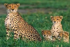 Sự thật gây kinh ngạc về loài báo đốm