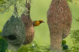 Điểm mặt những động vật chăm chỉ nhất hành tinh