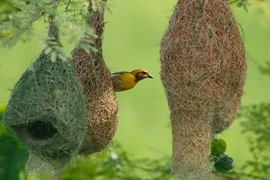 Điểm mặt những động vật chăm chỉ nhất hành tinh