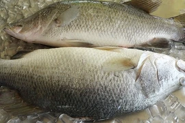 Khám phá thú vị về loài cá chẽm nổi tiếng miền Tây