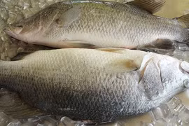 Khám phá thú vị về loài cá chẽm nổi tiếng miền Tây