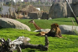 Khám phá vườn thú không có rào ngăn 