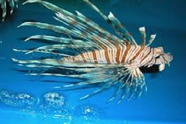 Những khám phá gây sửng sốt về cá sư tử