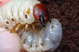 Khám phá kỳ thú “xuân dược ngàn năm tráng kiện” có ở VN