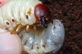 Khám phá kỳ thú “xuân dược ngàn năm tráng kiện” có ở VN