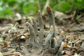 Thấy “ngón tay quỷ” này trồi lên mặt đất đừng dại tới gần