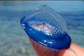 Loài sứa như những cánh buồm, tuyệt đẹp nhưng độc kinh hoàng