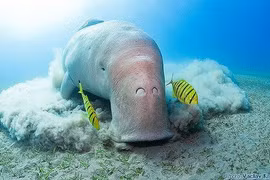 Điều ít biết về cá cúi quý hiếm có ngực giống... phụ nữ