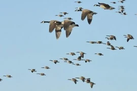 Vì sao chim di cư thường có màu lông nhạt hơn bình thường? 