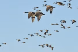 Vì sao chim di cư thường có màu lông nhạt hơn bình thường? 