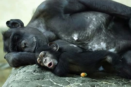 Những gia đình động vật yêu thương nhau nhất tự nhiên