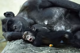 Những gia đình động vật yêu thương nhau nhất tự nhiên