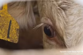 Ám ảnh ánh mắt những con bò trên đường tới lò mổ 