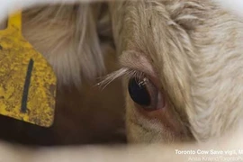 Ám ảnh ánh mắt những con bò trên đường tới lò mổ 