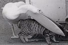 Những động vật nguy hiểm mang vẻ ngoài đáng yêu khó tin