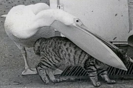 Những động vật nguy hiểm mang vẻ ngoài đáng yêu khó tin