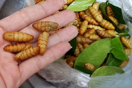 Giải mã những điều ít người biết về con nhộng tằm