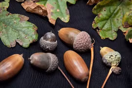 Điều bất ngờ về cây sồi phảng độc đáo ở Việt Nam