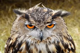 10 siêu nhân động vật có khả năng nghe phi thường nhất 