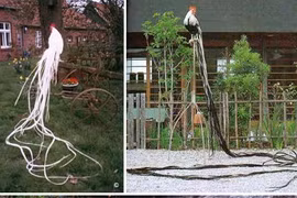 Giống gà quý tộc, quý hiếm, nhỏ mà có đuôi dài tới 7m