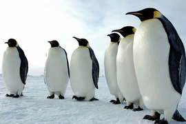 Những khám phá gây sốc về chim cánh cụt