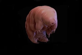 Sửng sốt loạt động vật lạ độc được phát hiện trong 2018