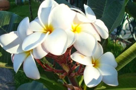 Sự thật gây sửng sốt về cây hoa sứ