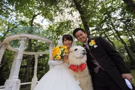 Tròn mắt xem lạc đà làm nhân chứng lễ cưới 