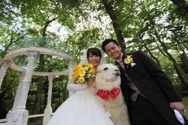 Tròn mắt xem lạc đà làm nhân chứng lễ cưới 