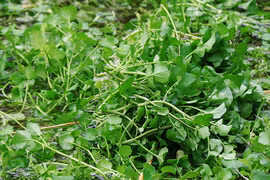 Khám phá về rau “tuyệt đối sạch”, đặc sản ở Quảng Trị