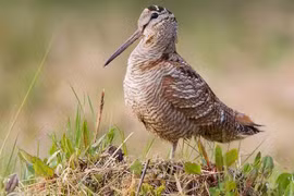 Loài chim đặc biệt, có mỏ có thể bẻ cong được