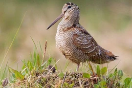 Loài chim đặc biệt, có mỏ có thể bẻ cong được