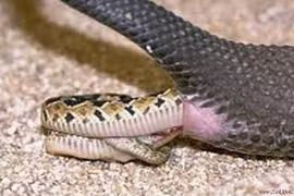 Điểm danh những loài rắn "biến thái" đẻ con chứ không đẻ trứng