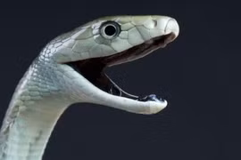 Rắn Mamba đen cực độc xổng chuồng gây kinh hãi