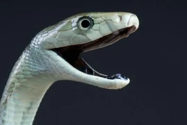 Rắn Mamba đen cực độc xổng chuồng gây kinh hãi