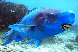 Kinh ngạc loài cá màu xanh lam "dị", nghiền được đá thành cát