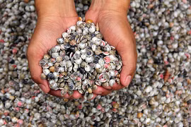 Khám phá về ốc ruốc nhỏ như khuy áo, đặc sản Quảng Nam