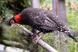 Thú vị loài chim thích "nhảy bổ" lên bạn tình, ân ái trong 10s