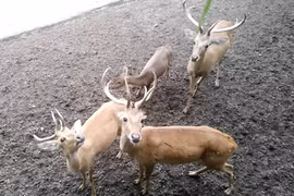 Điều thú vị về giống nai cà tông quý hiếm ở Việt Nam