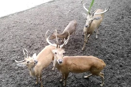 Điều thú vị về giống nai cà tông quý hiếm ở Việt Nam