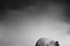 Tuyệt mỹ chùm ảnh chụp trẻ em thuần phục thú hoang dã