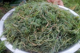 Khám phá bất ngờ rau nhót “lộc trời” có ở Nghệ An