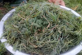 Khám phá bất ngờ rau nhót “lộc trời” có ở Nghệ An