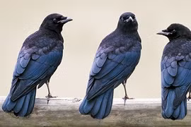 Sốc với những hành vi kỳ lạ của động vật (1)