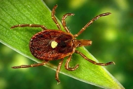 Loài côn trùng kỳ lạ biến người thành tín đồ ăn chay 