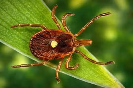 Loài côn trùng kỳ lạ biến người thành tín đồ ăn chay 