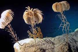 Kỳ quặc động vật có hậu môn nằm cạnh miệng, nhìn như cây