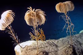 Kỳ quặc động vật có hậu môn nằm cạnh miệng, nhìn như cây