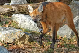 Loài sói bờm có đôi chân “thần thánh” ở Nam Mỹ